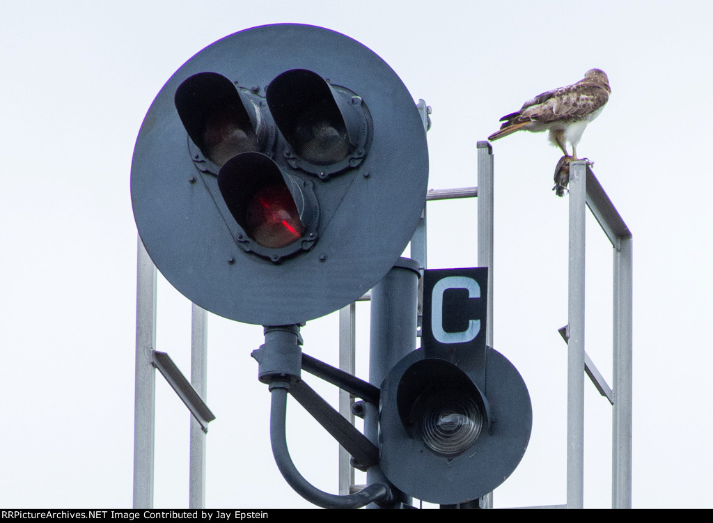 Closer view of the hawk on top of CP-45